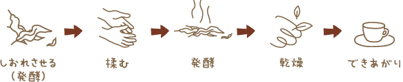 しおれさせる(発酵)→揉む→発酵→乾燥→できあがり